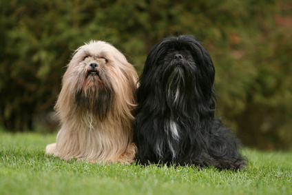 Lhasa Apso