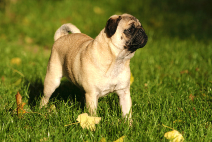 Mops