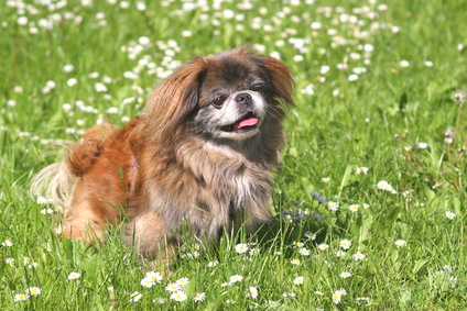 Pekinese