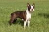 Boston Terrier