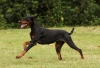 Dobermann