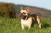 Französische Bulldogge