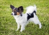 Papillon
