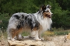 Shetland Sheepdog